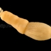 Priapúlidos - Photo (c) WoRMS for SMEBD, algunos derechos reservados (CC BY-NC-SA)