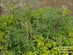 Corydalis formosana