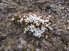 Arenaria pseudofrigida