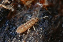 Isotomurus palustris