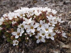 Arenaria pseudofrigida