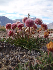 Armeria maritima sibirica