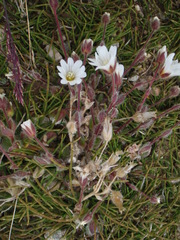 Cerastium nigrescens arcticum
