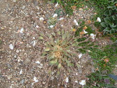 Cerastium nigrescens arcticum