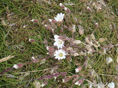 Cerastium nigrescens arcticum
