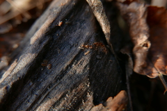 Isotomurus palustris