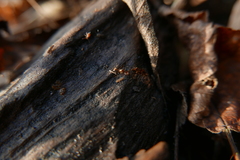 Isotomurus palustris