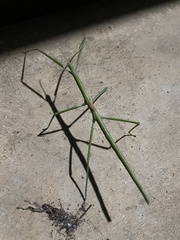 Anophelepis telesphorus