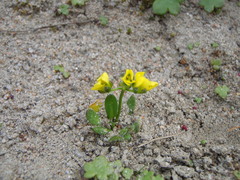 Draba alpina