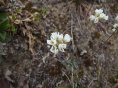 Draba arctica