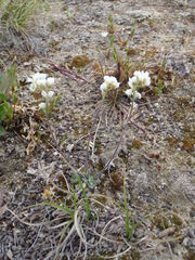 Draba arctica