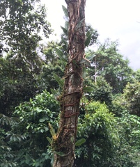 Microgramma lycopodioides