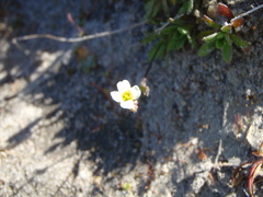 Draba lactea
