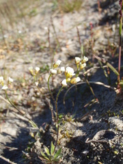 Draba lactea