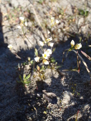 Draba lactea