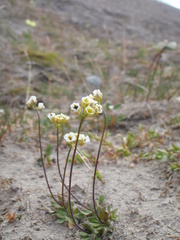 Draba lactea