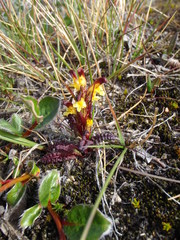 Pedicularis flammea