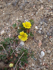 Potentilla hyparctica