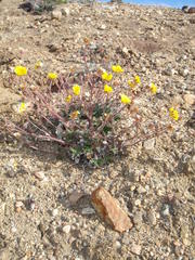 Potentilla rubricaulis