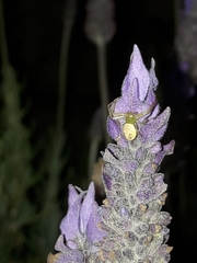 Diaea ambara