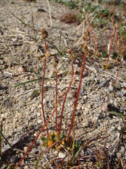 Micranthes foliolosa