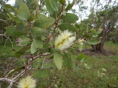 Melaleuca viridiflora