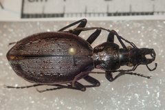 Carabus creutzeri creutzeri