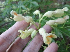 Aesculus pavia flavescens