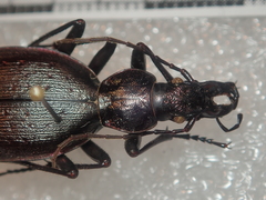 Carabus creutzeri creutzeri