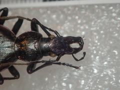 Carabus creutzeri creutzeri