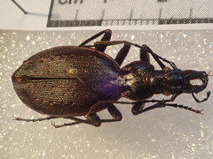 Carabus creutzeri creutzeri