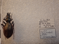 Carabus creutzeri creutzeri