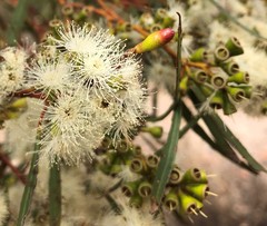 Eucalyptus leptophylla