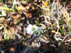 Stellaria crassipes