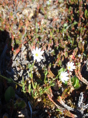 Stellaria crassipes