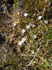 Stellaria humifusa