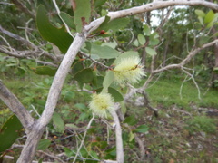 Melaleuca viridiflora