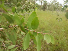 Melaleuca viridiflora