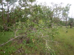 Melaleuca viridiflora