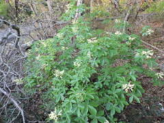 Aesculus pavia flavescens