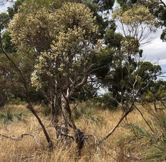 Eucalyptus leptophylla