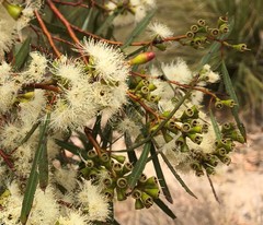 Eucalyptus leptophylla