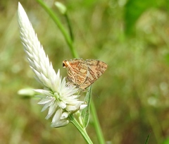 Cigaritis elima