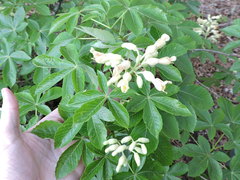 Aesculus pavia flavescens