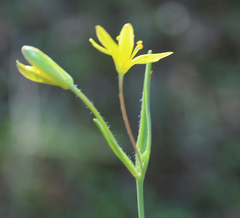 Gagea helenae