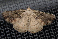 Aeolochroma melaleucae