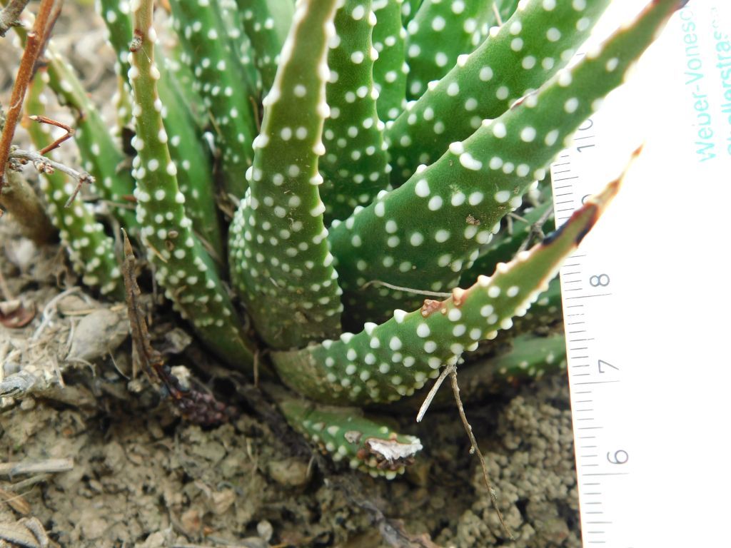 Tulista minor (Aiton) Gideon F.Sm. & Molteno 3