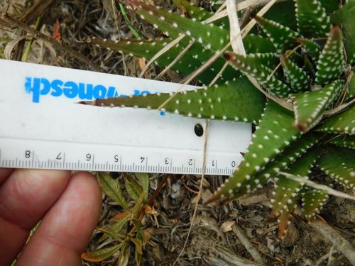 Tulista minor
