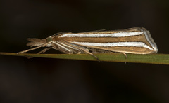 Hednota bivittella