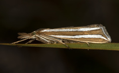 Hednota bivittella